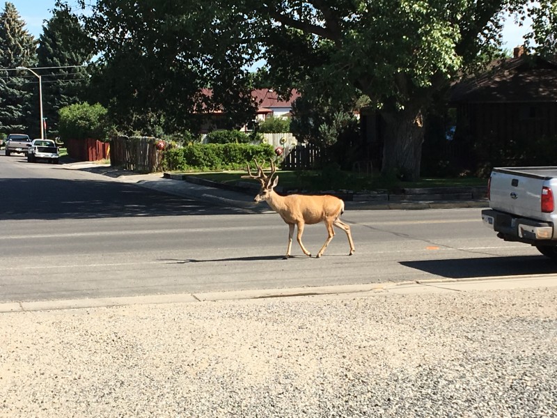 Cody
One of the urban deer, there are about 150 in Cody they don't seem that scared of people. We saw this one on our way into the church building.
