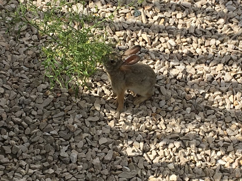 Cody
Cute bunny, yes we have them here also but this is a Wyoming rabbit.
