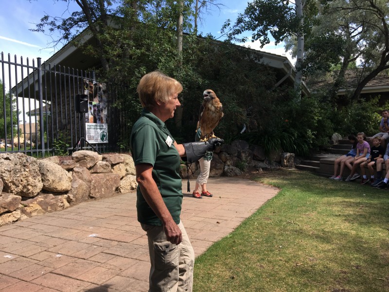 Live raptor show
Buffalo Bill Center of the West. I believe this is a red tail hawk.
