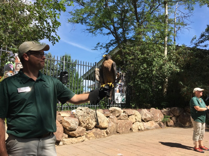 Live raptor show
Buffalo Bill Center of the West
