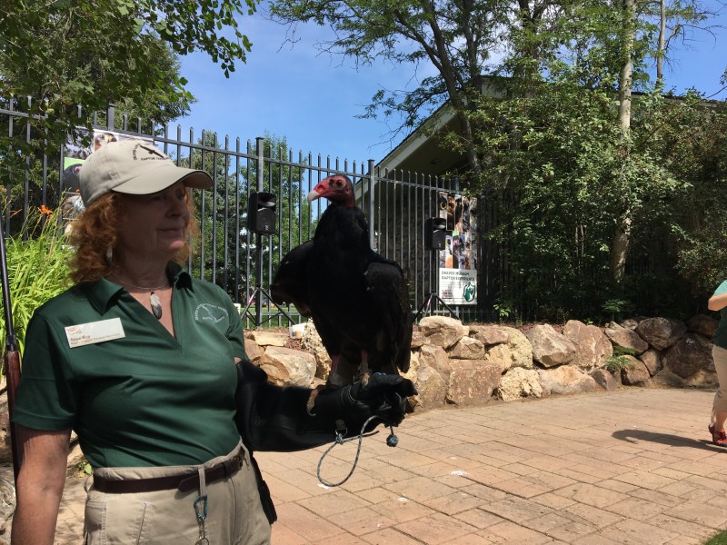 Live raptor show
Buffalo Bill Center of the West. A turkey vulture.
