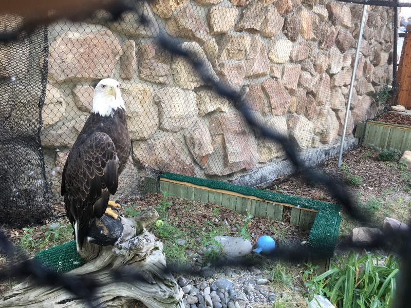 Live raptor show
Buffalo Bill Center of the West. This Bald Eagle was damaged by a vehicle and can no longer be out in the wild.
