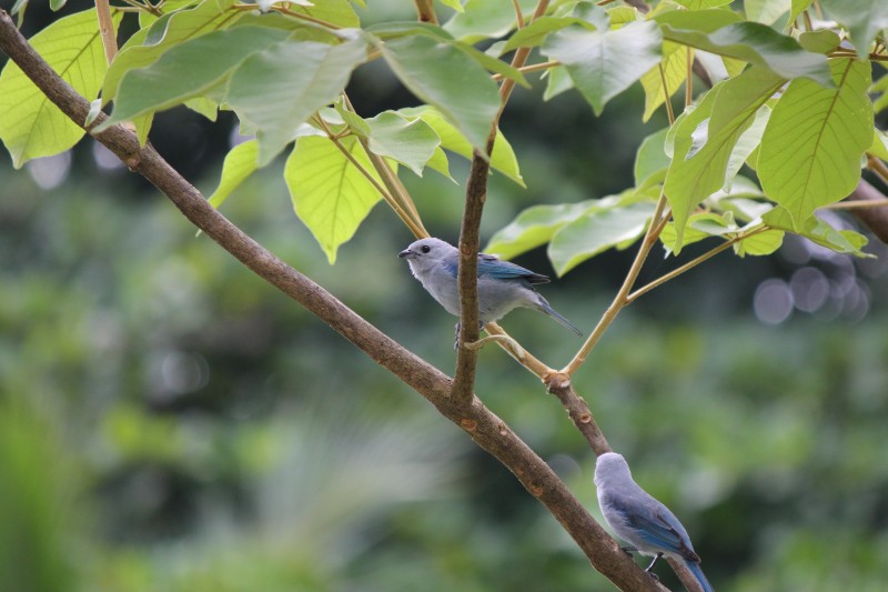 Blue-gray Tanager (Thraupis episcopus)
