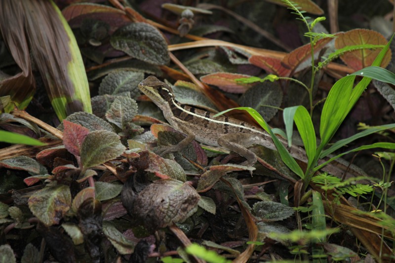 Basilisks "The Jesus Christ lizard"
are brown to olive, and have a white, cream or yellow stripe on the upper lip and a second stripe along either side of its body; these stripes have higher contrast in juveniles and fade as the lizards age
