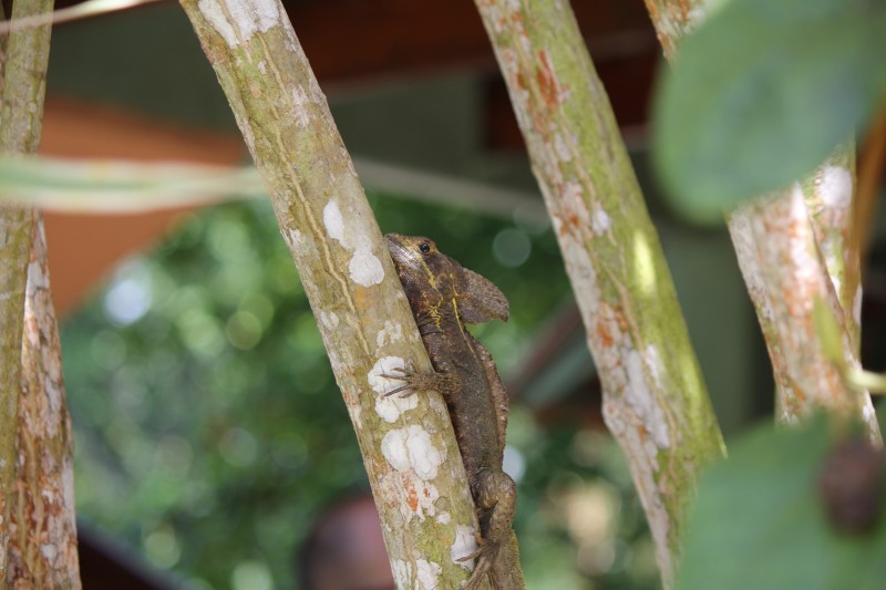 Basilisks "The Jesus Christ lizard"
