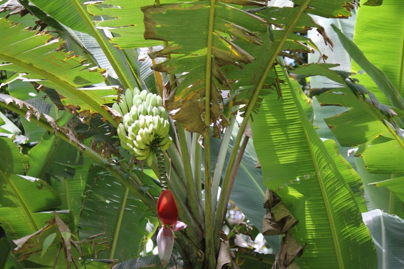 Banana Tree

