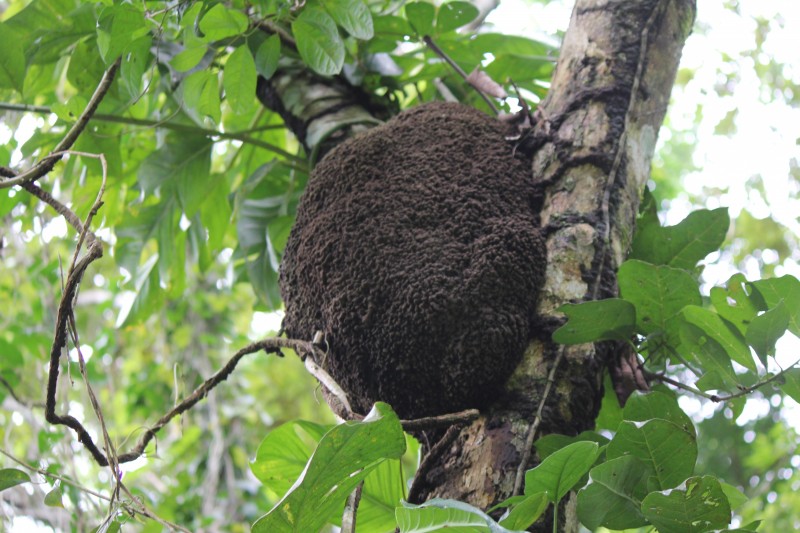 Termite Nest in a Jungle
