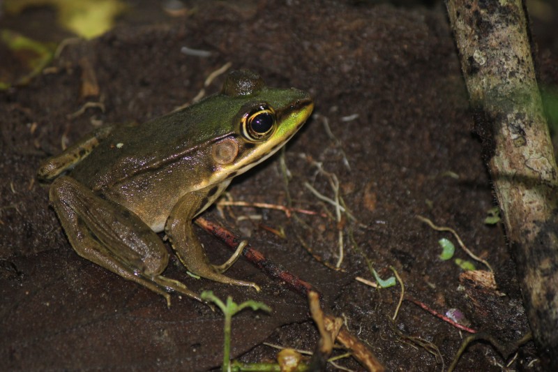 False Dart Frog
 https://www.frogsanctuary.com/frog-gallery
