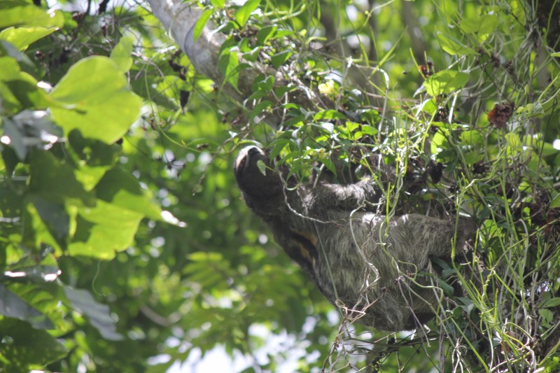Wild Sloth we found in the Sanctuary
