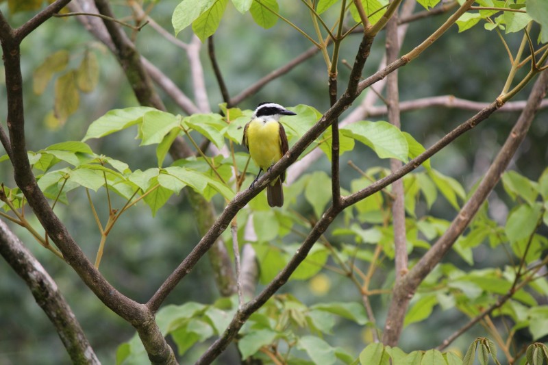 Great Kiskadee (Pitangus sulphuratus)
