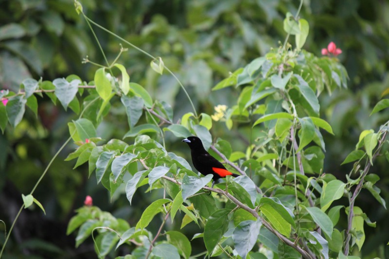 Scarlet-rumped Cacique (Cacicus uropygialis)
