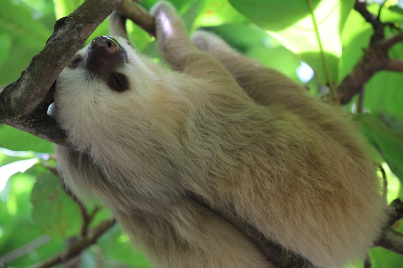 Sloth inside the Jaguar Rescue Center
