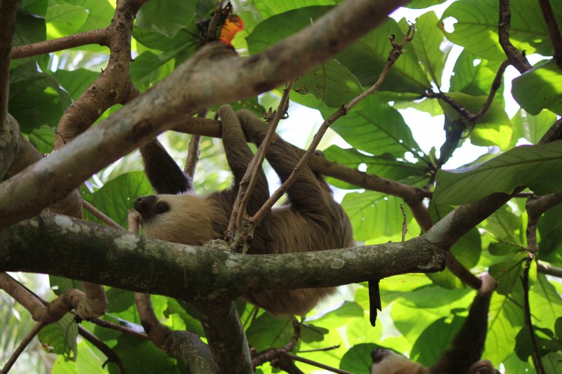 Sloth inside the Jaguar Rescue Center
