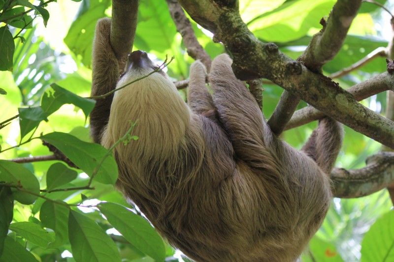 Sloth inside the Jaguar Rescue Center
