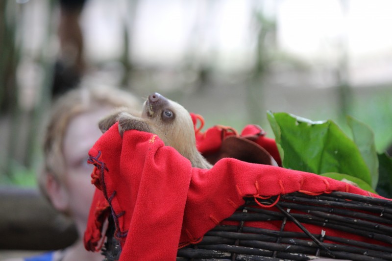 Baby Sloth inside the Jaguar Rescue Center
