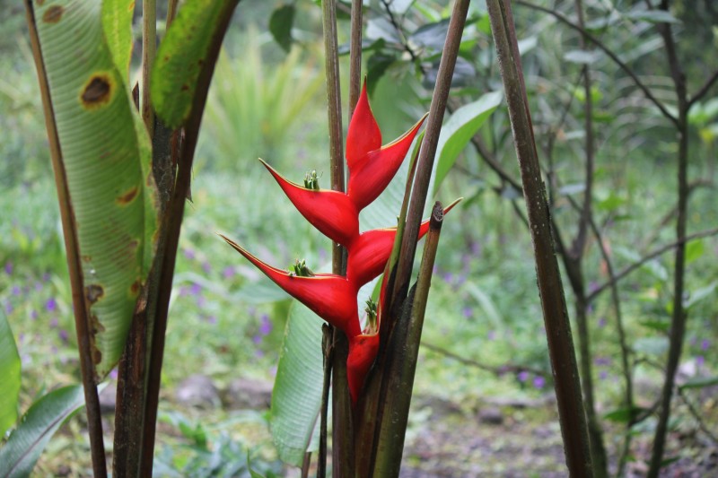 Parrot Flower (Heliconia bourgaeana) 
