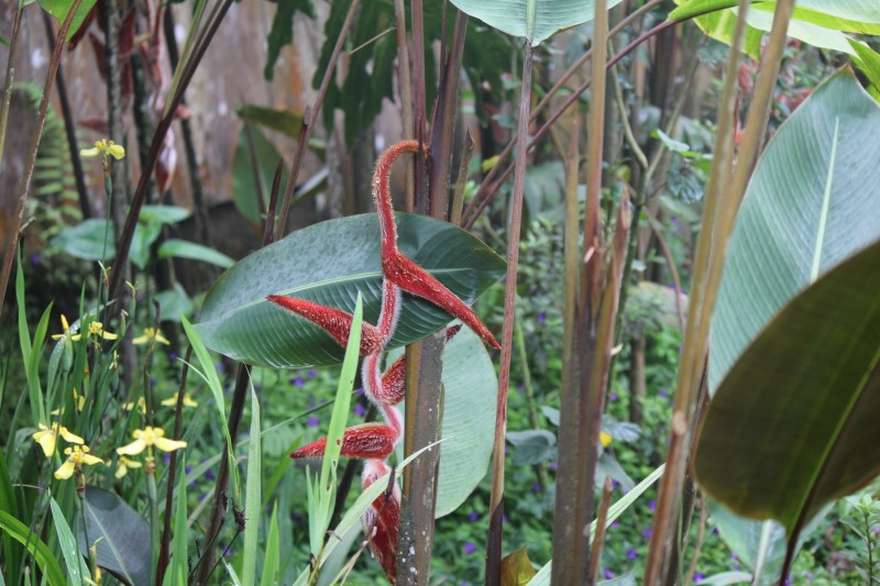 Parrot Flower (Heliconia vellerigera)
