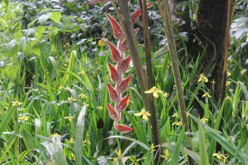 Parrot Flower (Heliconia vellerigera)
