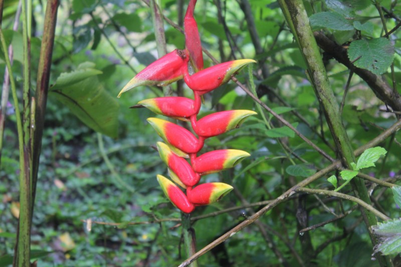 Parrot Flower (Heliconia rostrata)
