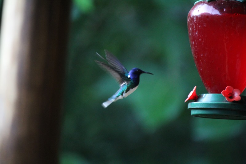 White-necked Jacobin (Florisuga mellivora) Hummingbird
