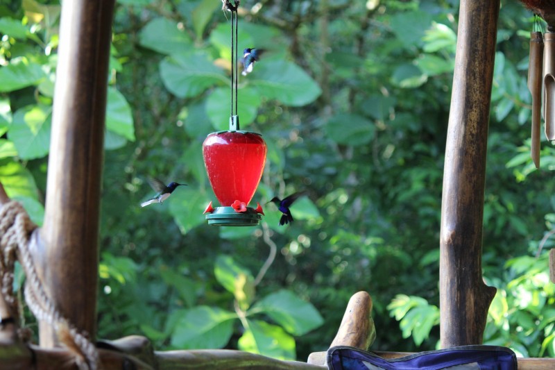 White-necked Jacobin (Florisuga mellivora) Hummingbird
