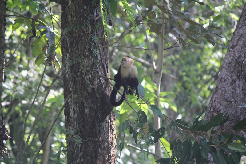 White-headed Capuchin (Cebus capucinus) Monkey 3
in Manuel Antonio National Park
