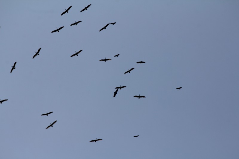 Can you spot the two different birds
