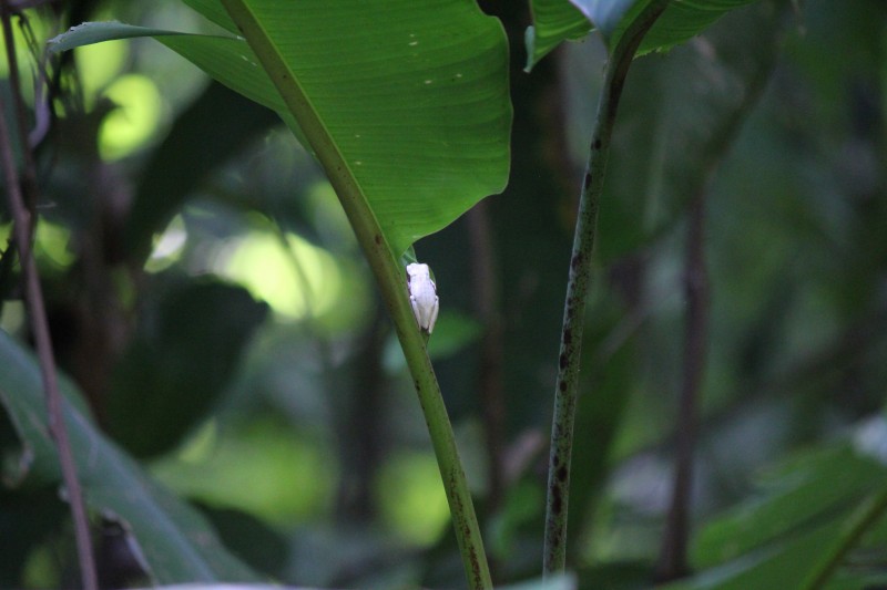 White tree frog
