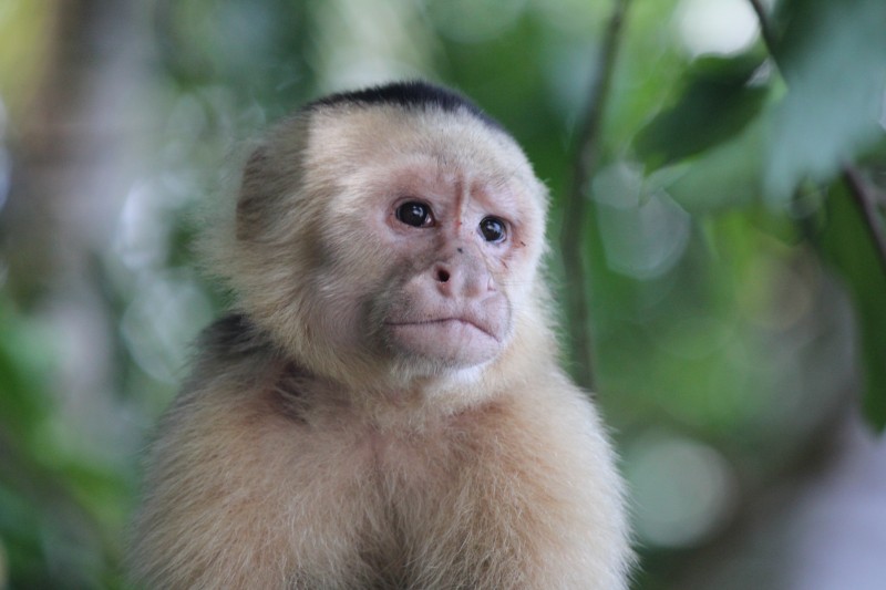 White-headed Capuchin (Cebus capucinus) Monkey
in Manuel Antonio National Park
