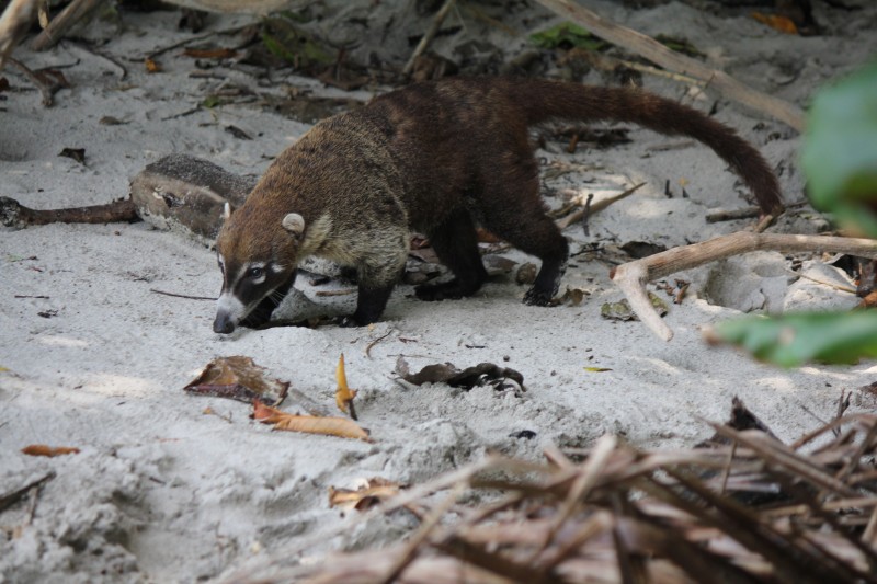 Lesser Anteater (Tamandua)
in Manuel Antonio National Park
