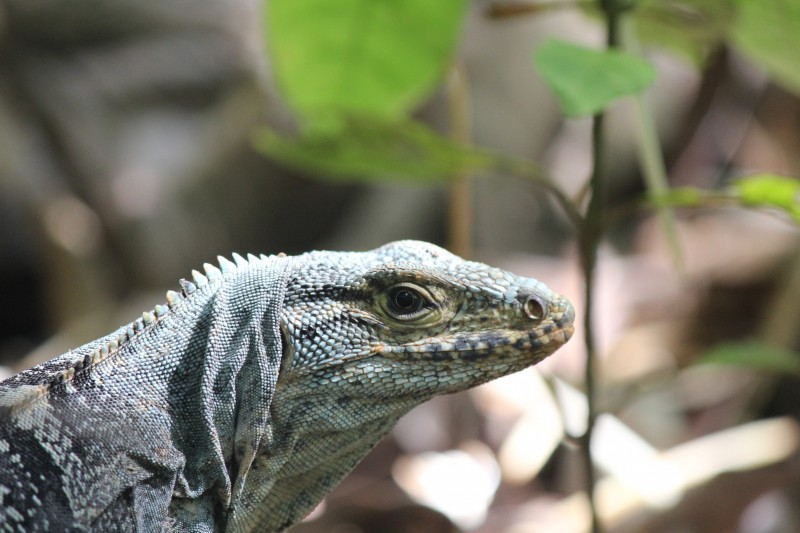 Green Iguana
in Manuel Antonio National Park
