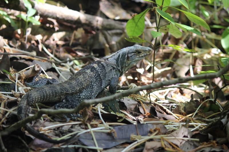 Green Iguana
in Manuel Antonio National Park
