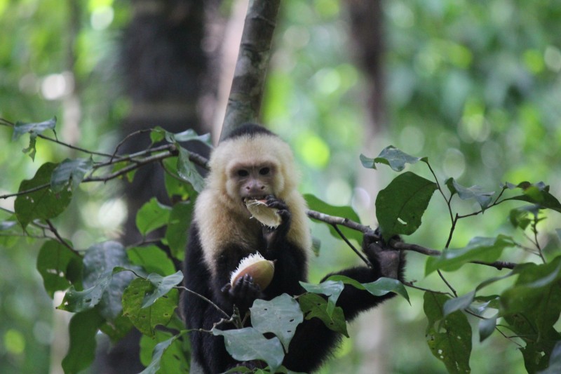 White-headed Capuchin (Cebus capucinus) Monkey
in Manuel Antonio National Park
