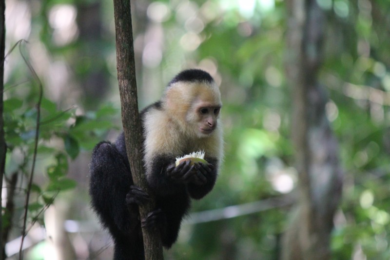 White-headed Capuchin (Cebus capucinus) Monkey
in Manuel Antonio National Park
