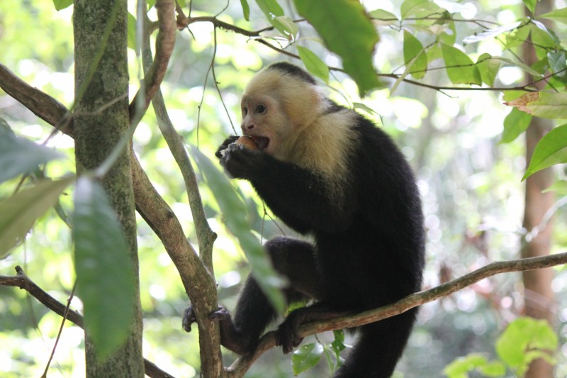 White-headed Capuchin (Cebus capucinus) Monkey
in Manuel Antonio National Park
