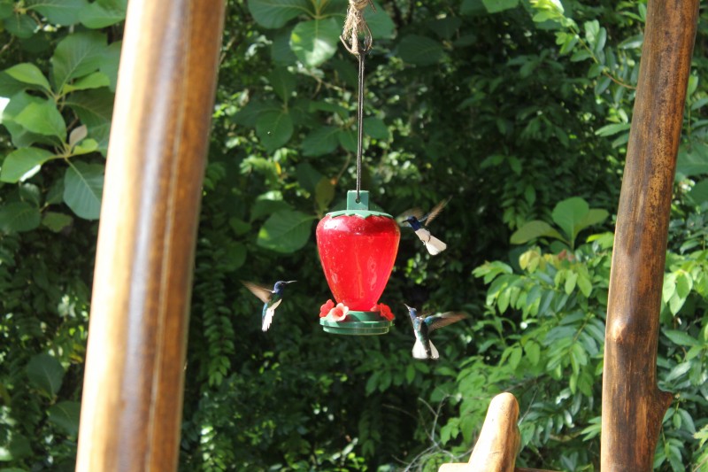 White-necked Jacobin (Florisuga mellivora)  Hummingbird
Hatilla  "Tree house"
