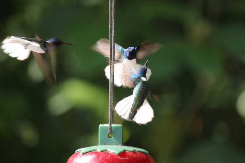 White-necked Jacobin (Florisuga mellivora)  Hummingbird
Hatilla  "Tree house"
