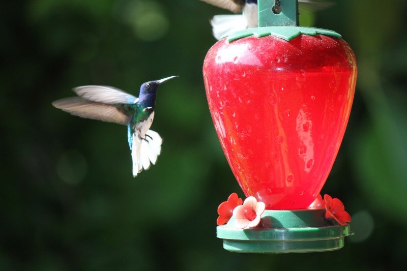 White-necked Jacobin (Florisuga mellivora)  Hummingbird
Hatilla  "Tree house"
