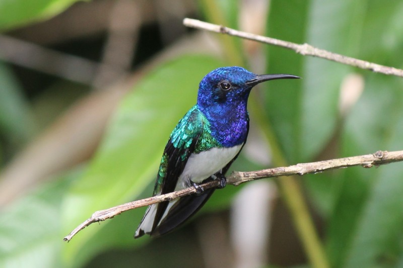 White-necked Jacobin (Florisuga mellivora)  Hummingbird
at Hatilla "Tree house" we named this one Bruno
