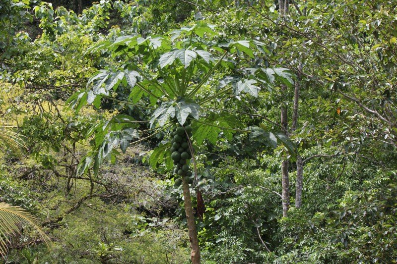 Hatilla  "Tree house"
