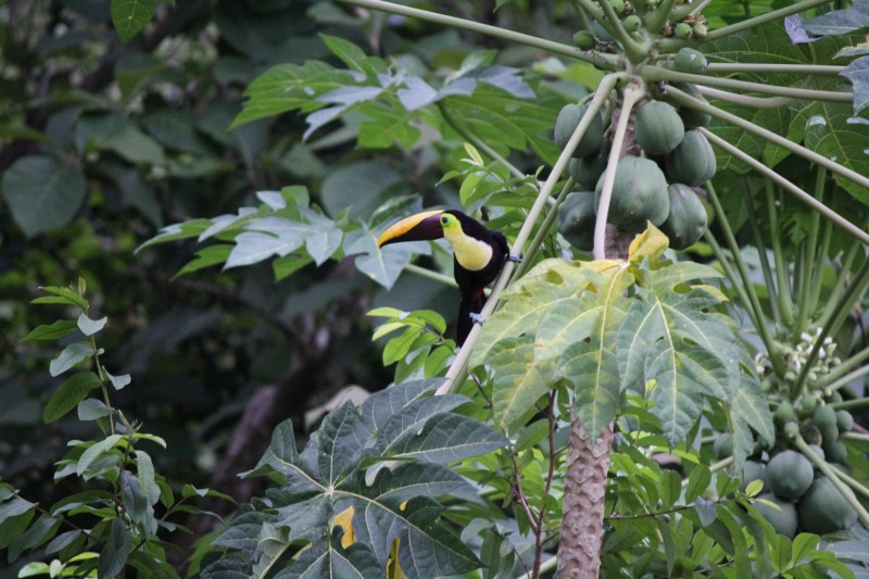 Chestnut-mandibled Toucan in Guava tree
Flew down right outside the "tree house" into a Guava tree (Psidium Guajava) fruit inside is red
