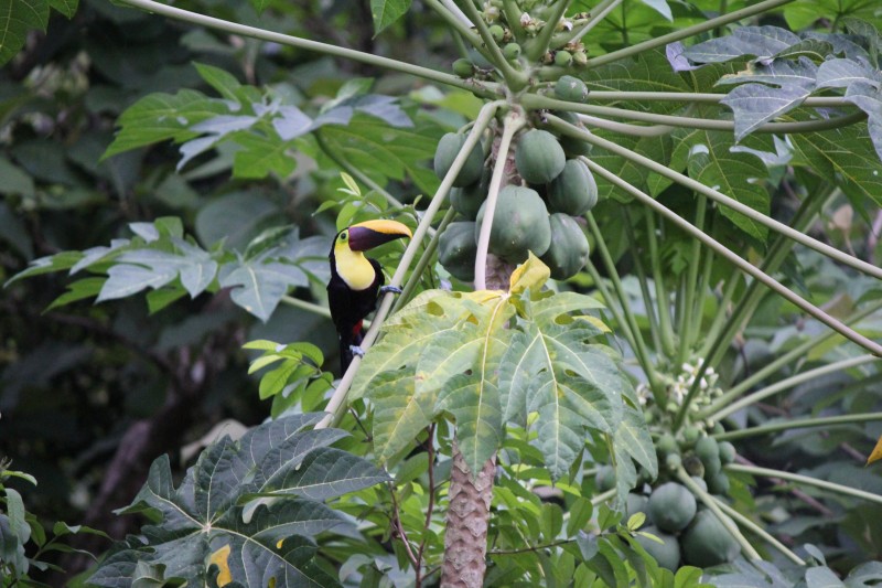 Chestnut-mandibled Toucan
Flew down right outside the "tree house" into a Guava tree (Psidium Guajava) fruit inside is red
