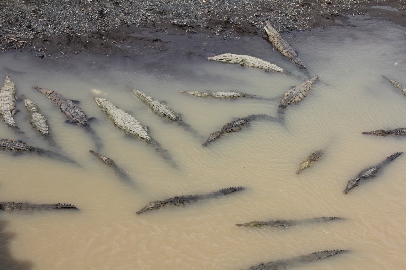 American crocodiles
'Croc Bridge' on the Tarcoles River
