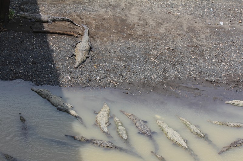 American crocodiles
'Croc Bridge' on the Tarcoles River
