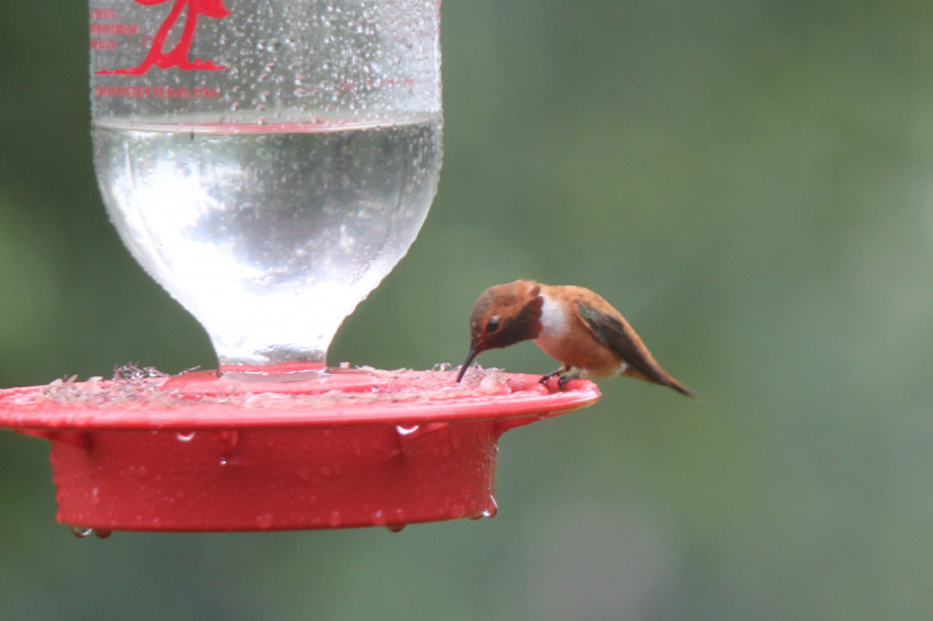 Rufous Hummingbird 7-18-2021
