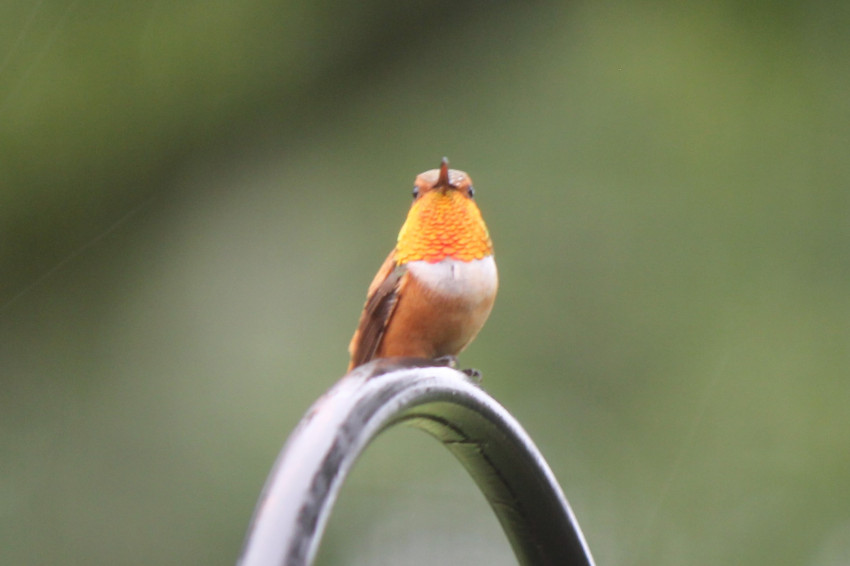 Rufous Hummingbird 7-18-2021
