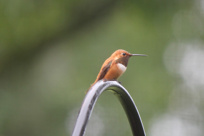 Rufous Hummingbird 7-18-2021
