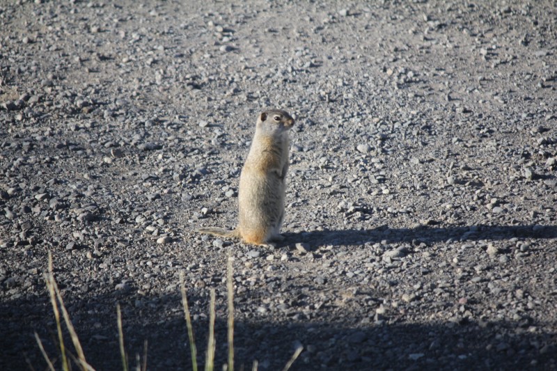 Rex Hale Campground (USFS) Cody WY
Isn't it cute. There were lots of them around our campsite.
