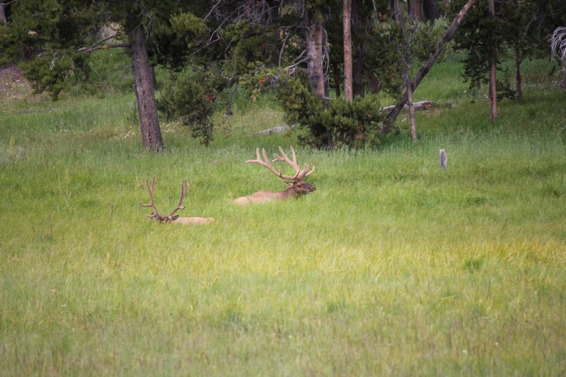Yellowstone_trip_IMG_2424.JPG