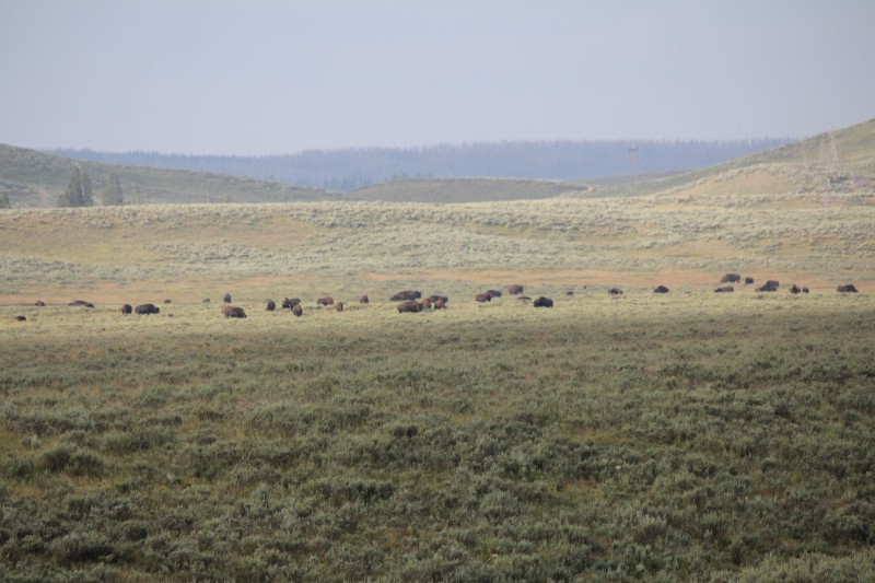 Lamar and Hayden Valley
